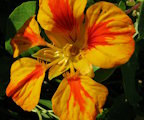 Tropaeolum majus (Garden Nasturtium) - CLICK TO ENLARGE PHOTO